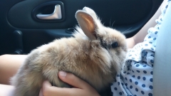 Honey the Rabbit