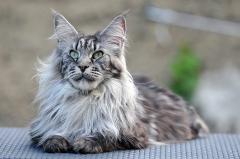 Mainecoon